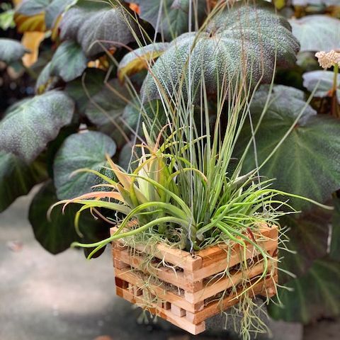 TEAK BASKET 4